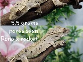 Beautiful Crested Geckos