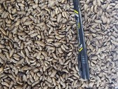 Black Soldier Fly Larva (BSFL) + Tons of other feeders!