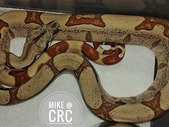 Boas galore, free delivery to EXPO tomorrow *with deposit*