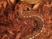 Borneo blood python