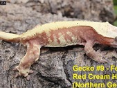 Breeder Quality Crested Geckos