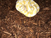 Breeder size male Albino ball python 