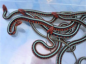 California Red-sided Garter Snakes(T.s.infernalis) 2018 CBB Pairs. **ALL SOLD**