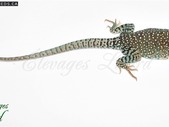 CB Crotaphytus collaris / Eastern collared lizards