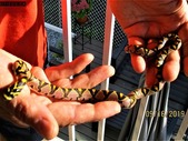 CB Sichuan high red Mandarin Rat snake