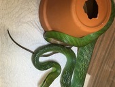 CBB Red Tail Green Rat Snakes