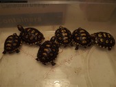 Cherry head tortoises