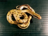 Chinese Beauty Snake for Sale 
