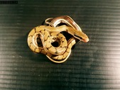 Chinese Beauty Snake for Sale 