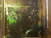 Chinese water dragon with beautiful large enclosure and pond and fogger!!!