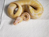 Albino Ball Python!