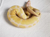 Albino Ball Python!