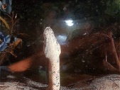 Common boa with 2.5 foot tank