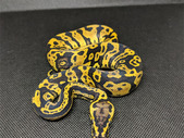 CRBE Availability List - Prodigious Pythons