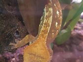 Crested gecko babies for sale