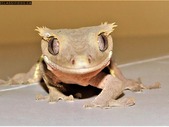 Crested Geckos - Males & Females & Babies