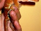 Crested Geckos - Males & Females & Babies
