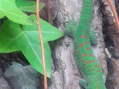 Crimson Gaint Day Geckos 