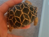 Critically endangered burmese star tortoises