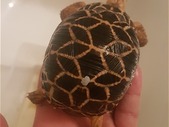 Critically endangered burmese star tortoises
