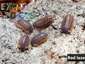 Cubaris and other isopods