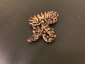 Current list of available ball pythons 