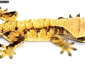 Extreme Harlequin Crested Gecko Male- NGM-0317-3 
