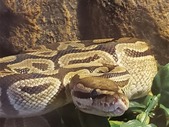 Female ball python 