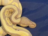 Female banana pastel ball python