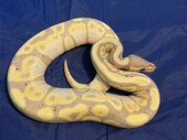 Female banana pastel ball python