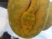 Female biak green tree python