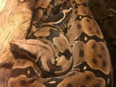 Female SURINAME Red Tailed Boa Constrictor for Sale