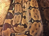 Female SURINAME Red Tailed Boa Constrictor for Sale
