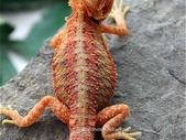 Red Hot Baby Bearded Dragons for Sale