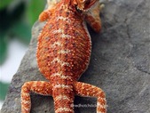 Red Hot Baby Bearded Dragons for Sale