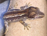 Gargoyle Geckos