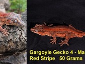 Gargoyle Geckos Lot Deal