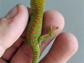 Giant Day Geckos Available!