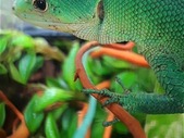 Green Keeled Bellied Lizards 