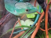 Green Keeled Bellied Lizards 