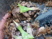 Green Suriname Horned Frogs 