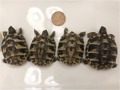Hermann and Greek Tortoise babies! Shipping available across Canada