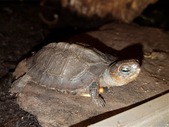 Honduran Wood Turtles 