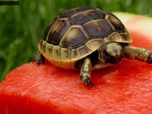 Ibera Greek Tortoise and others Tortoise Available