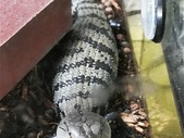 Indonesian Proven Female Blue Tongue WC
