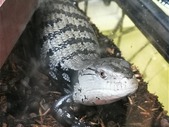 Indonesian Proven Female Blue Tongue WC
