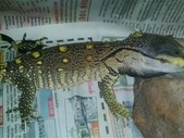 Indonesian Reptiles (Red Eye Croc Skinks, Green Tree Pythons, Scrubs, Monitors)