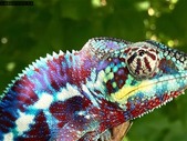 ISO Male Panther Chameleon