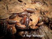 Isopods - Niagara, Ontario *Updated June 22 '19 *