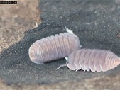 Isopods and Caribbean species